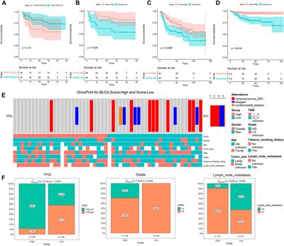 TP53-related signature for predicting prognosis and tumor microenvironment characteristics in bladder cancer: A multi-omics study